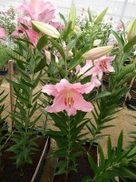 [4212 Pardini No01.JPG]